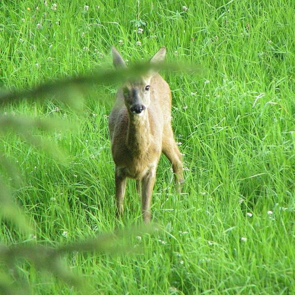 Bild von Karl-Dieter Bitzer