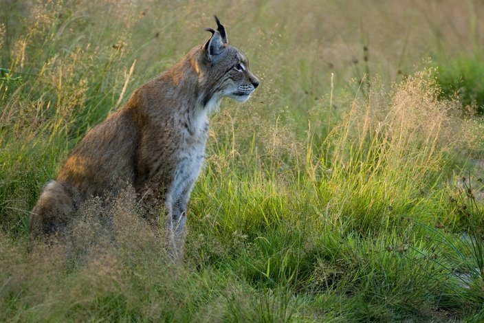 Luchs (Lynx lynx)