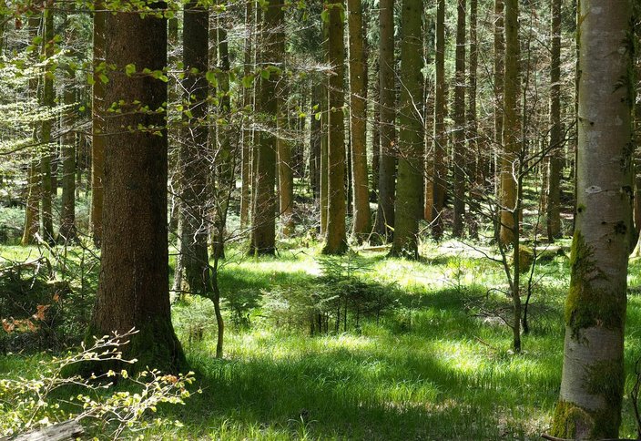 Wald