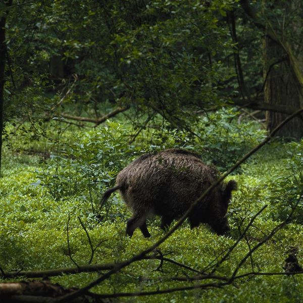 Bild vom Landesjagdverband Baden-Württemberg