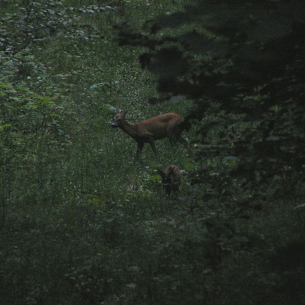 Bild von Karl-Dieter Bitzer