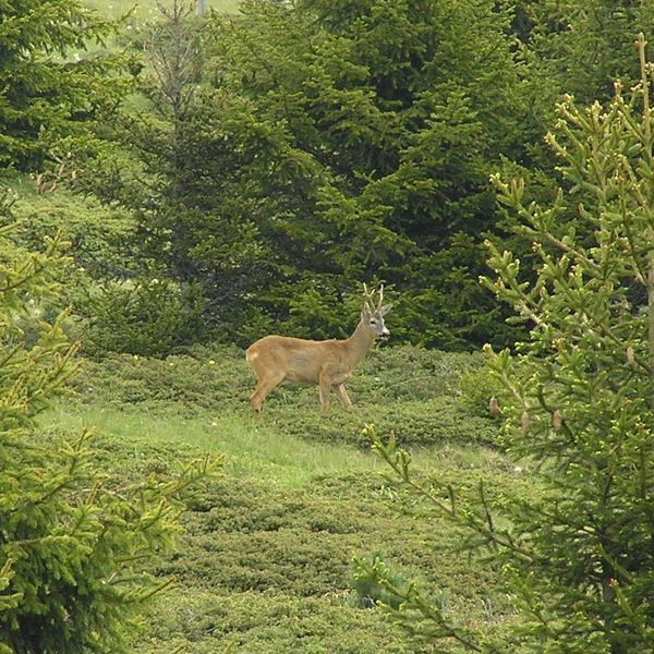 Bild von Karl-Dieter Bitzer